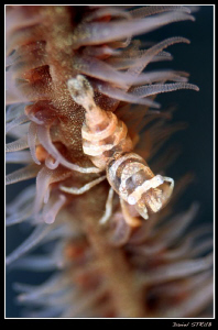 Host shrimp :-D by Daniel Strub 